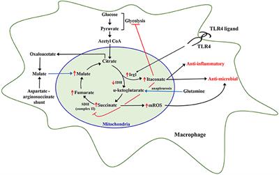 The Metabolic Basis of Immune Dysfunction Following Sepsis and Trauma